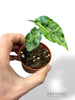Alocasia Shattered Glass