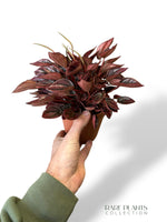 Peperomia Caperata Cayenne