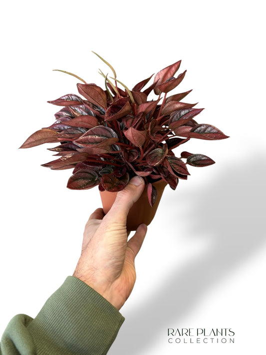 Peperomia Caperata Cayenne