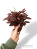 Peperomia Caperata Cayenne
