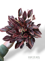 Peperomia Caperata Cayenne