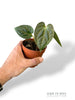 Anthurium Thaizan Love (batch)