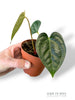 Anthurium Thaizan Love (batch)