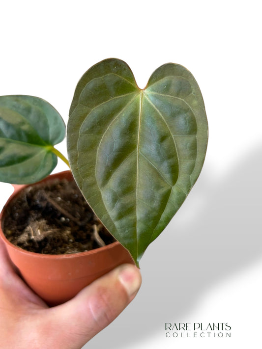 Anthurium Thaizan Love (Charge)