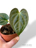Anthurium Thaizan Love (batch)