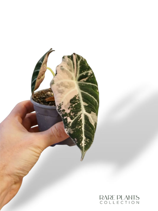 Alocasia Black Velvet Pink Variegata