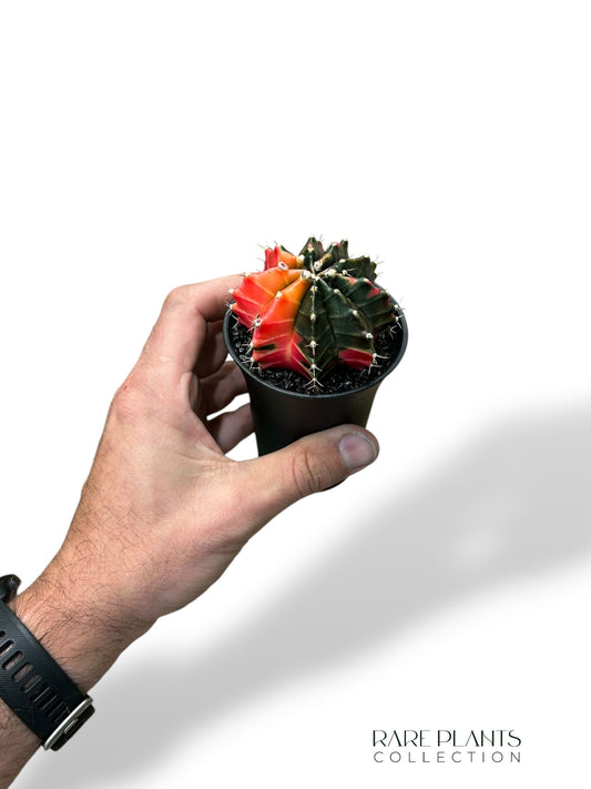 Gymnocalycium Variegata ++