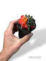 Gymnocalycium Variegata ++