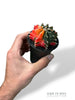 Gymnocalycium Variegata ++