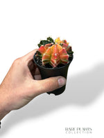 Gymnocalycium Variegata ++