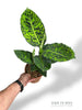 Dieffenbachia Reflector