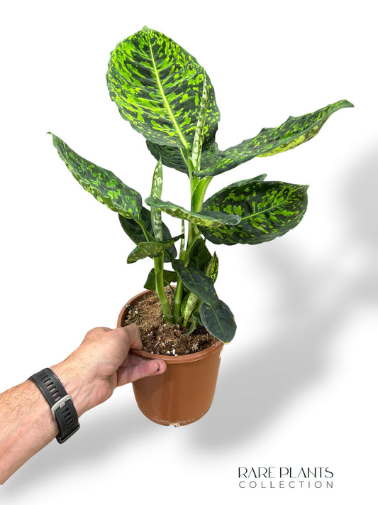 Dieffenbachia Reflector