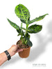 Dieffenbachia Reflector
