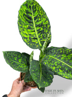 Dieffenbachia Reflector