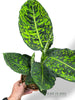 Dieffenbachia Reflector