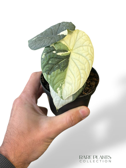 Alocasia Melo Albo