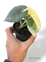 Alocasia Melo Albo