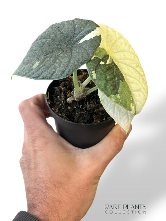 Alocasia Melo Albo