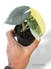 Alocasia Melo Albo