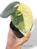 Alocasia Melo Albo
