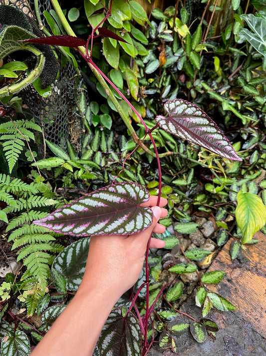 Cissus discolor