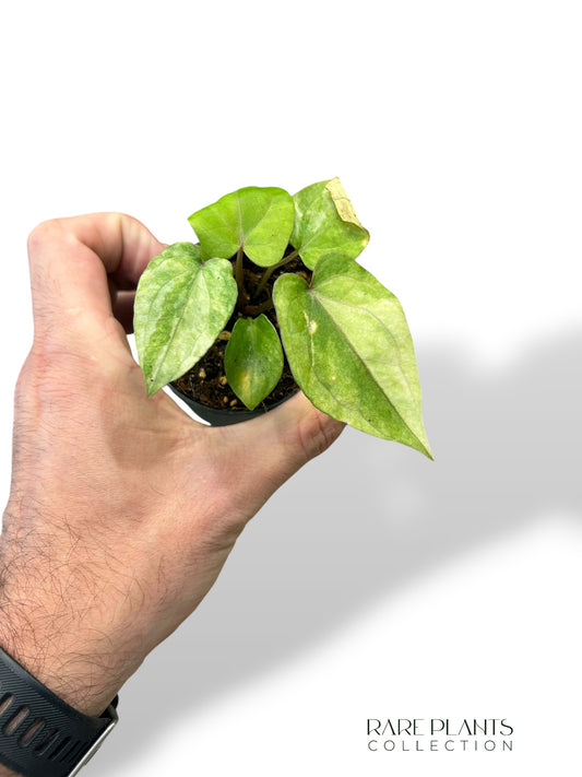Anthurium Dark Phoenix Variegata