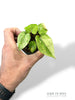 Anthurium Dark Phoenix Variegata