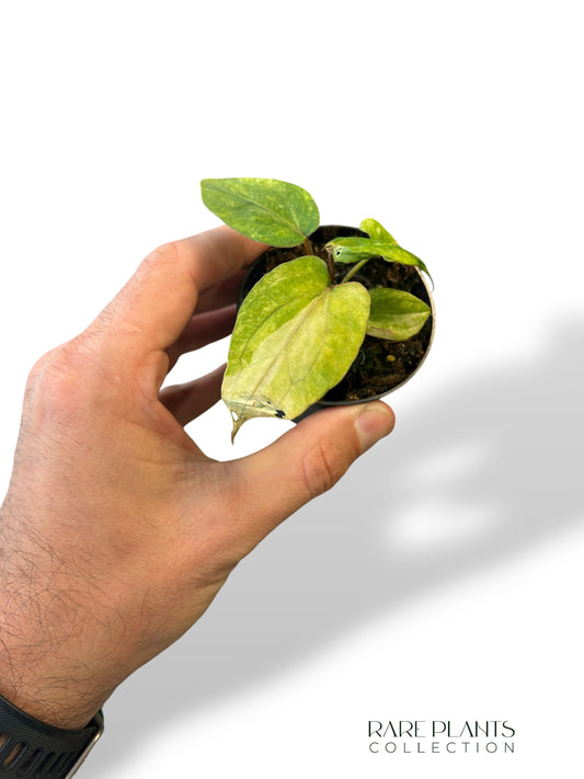 Anthurium Dark Phoenix Variegata