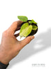 Anthurium Dark Phoenix Variegata