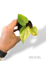 Anthurium Dark Phoenix Variegata