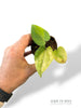 Anthurium Dark Phoenix Variegata