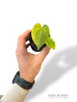 Anthurium Dark Phoenix Variegata