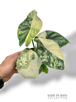 Alocasia Dragon Scale Albo Variegata