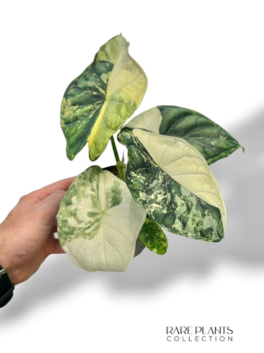 Alocasia Dragon Scale Albo Variegata
