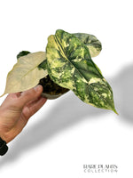 Alocasia Dragon Scale Albo Variegata