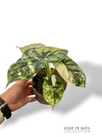 Alocasia Dragon Scale Albo Variegata