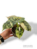 Alocasia Dragon Scale Albo Variegata