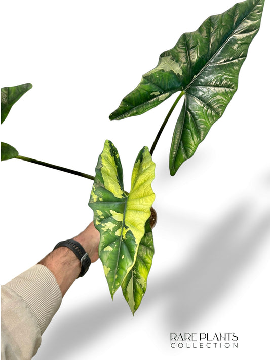 Alocasia Simpo Albo Variegata