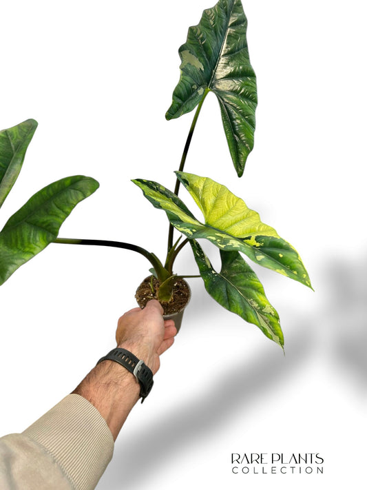Alocasia Simpo Albo Variegata