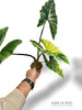 Alocasia Simpo Albo Variegata