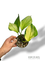 Epipremnum Manjula Gold