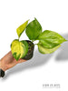 Epipremnum Manjula Gold