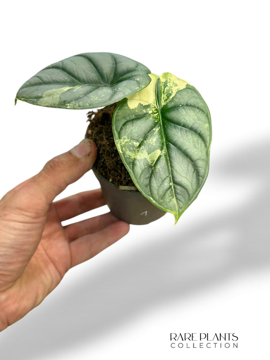 Alocasia Silver Dragon Variegata
