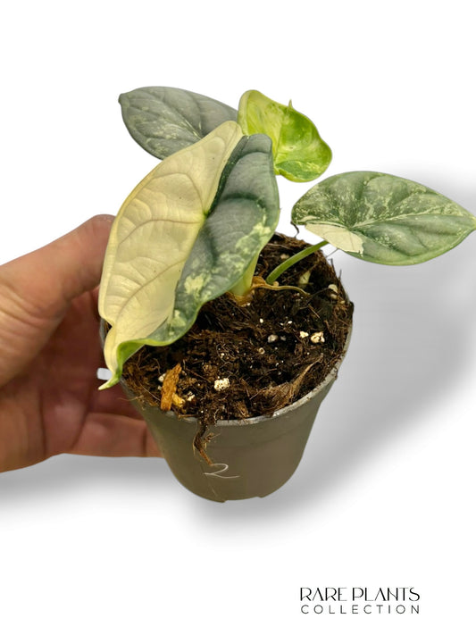 Alocasia Silver Dragon Variegata