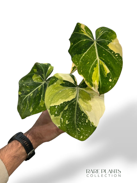 Philodendron Gloriosum Tricolor