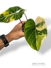 Philodendron Gloriosum Tricolore