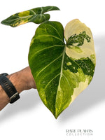 Philodendron Gloriosum Tricolore