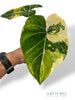 Philodendron Gloriosum Tricolore