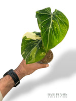 Philodendron Gloriosum Tricolore