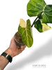 Philodendron Gloriosum Tricolore
